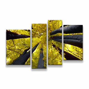 4pA_yellow