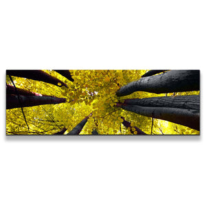 1pB_yellow